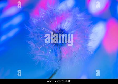 Dente di leone con gocce di rugiada in una luce colorata: Foto macro di delicati semi di tarassio con morbido bokeh Foto Stock