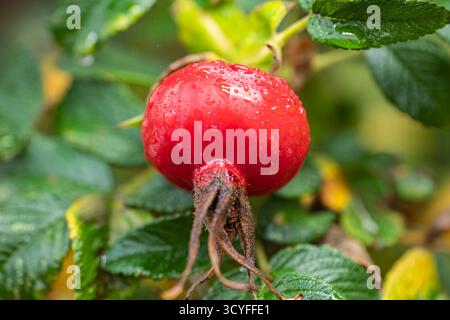 Grandi bacche rosse di rosa con gocce d'acqua - Macro artistico autunnale con sfondo sfocato Foto Stock