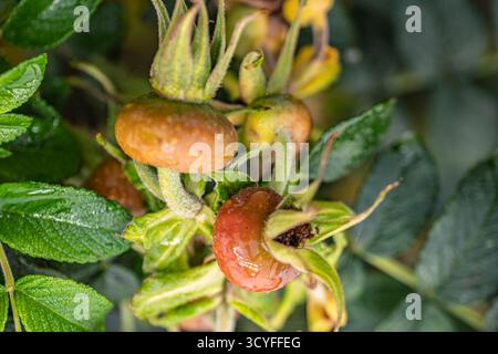 Grandi bacche rosse di rosa con gocce d'acqua - Macro artistico autunnale con sfondo sfocato Foto Stock