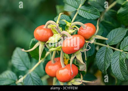 Grandi bacche rosse di rosa con gocce d'acqua - Macro artistico autunnale con sfondo sfocato Foto Stock
