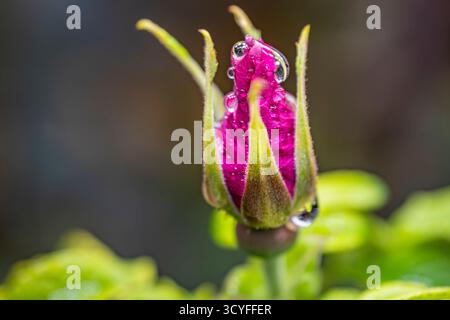 Rosa rosa bocciolo con gocce d'acqua e foglie verdi - Fotografia macro artistica, vista laterale con sfondo sfocato Foto Stock