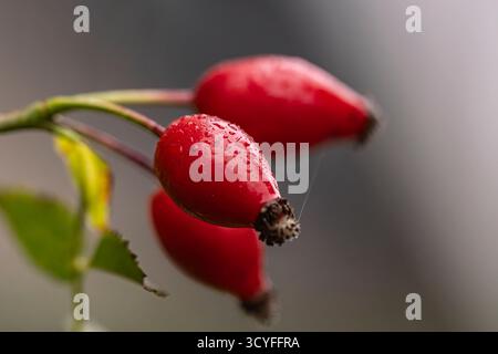 Grandi bacche rosse di rosa con gocce d'acqua - Macro artistico autunnale con sfondo sfocato Foto Stock