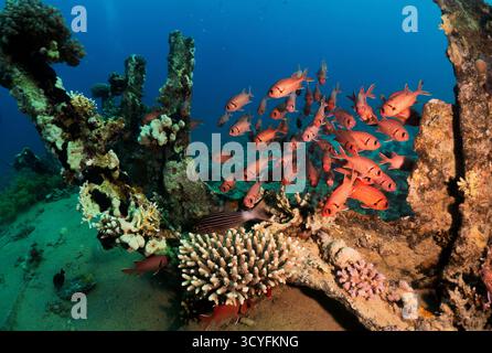 Una scuola di pesci rossi che nuotano intorno a strutture di relitti ricoperte di coralli, con coralli colorati e acque cristalline che creano una dinamica scena marina. Foto Stock
