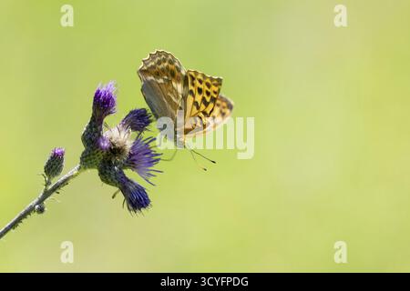 Kaisermantel (Argynnis paphia), farfalla su un cardo, Giura sveva, Germania Foto Stock