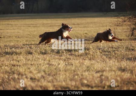Due cani che corrono in un campo d'erba. I cani sono marroni e bianchi Foto Stock