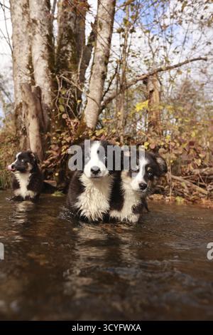 Tre cani giocano in un fiume. Uno dei cani è bianco e nero. Anche gli altri due cani sono bianchi e neri Foto Stock