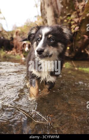 Un piccolo cane sta camminando in un ruscello d'acqua. Il cane è marrone e bianco. L'acqua è limpida e calma Foto Stock