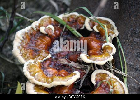 Fungo Lingzhi o Reishi (Ganoderma sessile) precedentemente chiamato (Ganoderma lucidum) che cresce sul tronco dell'albero. Foto Stock