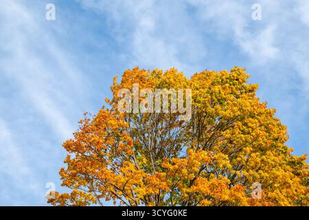 In autunno, il fogliame di un alto baldacchino d'acero con bellissime foglie gialle e arancioni contro un cielo blu a ottobre Foto Stock