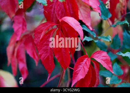 19 ottobre 2025, Renania settentrionale-Vestfalia, Königswinter: Foglie rosse della vite selvatica (Parthenocissus quinquefolia) che crescono di fronte a un muro. Foto: Thomas Banneyer/dpa Foto Stock