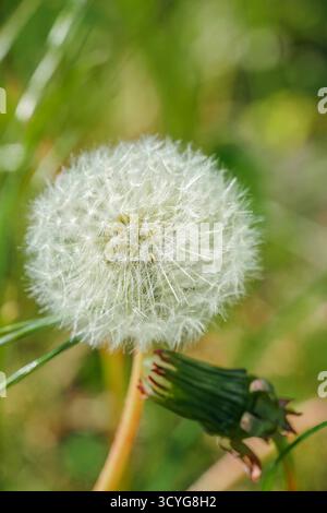 Primo piano di una testa di seme comune di dente di leone (palla di palla) con sfondo verde a fuoco morbido in primavera o in estate Foto Stock