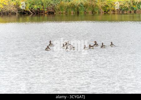 Anser anser Greylag oche sul lago. Un gruppo di oche grigie nuota pacificamente su un lago calmo. I riflessi risplendono sulla delicata superficie dell'acqua. Foto Stock