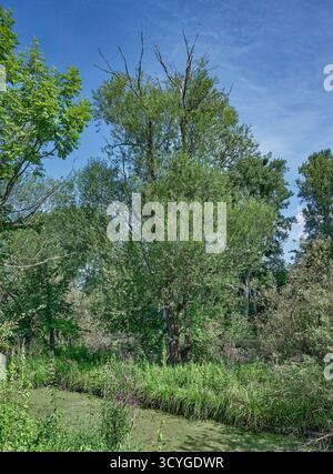 Biotopo umido nella riserva naturale di Urdenbacher Kaempe presso il fiume Reno Floodplain, Duesseldorf, Germania Foto Stock
