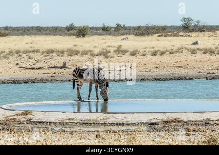 Un singolo Hartmann's Mountain Zebra beve in un pozzo d'acqua nella parte occidentale del Parco Nazionale di Etosha, Namibia. Foto Stock