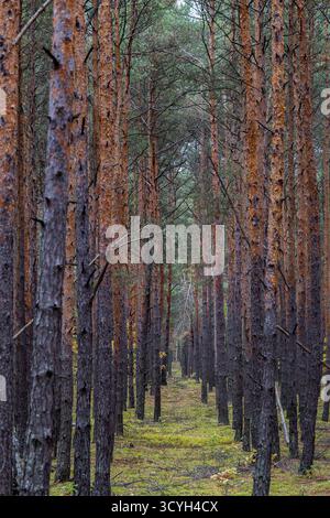 Fitta pineta con alti alberi dritti e terreno di muschio verde Foto Stock
