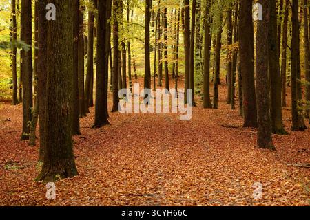 Herbst im Siegerland. Die Blaetter Blätter an den Baeumen Bäumen wie hier bei Siegen-Oberschelden verfaerben verfärben sich mehr und mehr. Von den Baeumen Bäumen abgefallenes Herbstlaub liegt auf dem Waldboden, Waldweg auf der Lurzenbach. Herbst AM 19.10.2025 a Siegen/Deutschland. *** Autunno a Siegerland le foglie sugli alberi come qui vicino a Siegen Oberschelden stanno cambiando colore sempre più foglie cadute dagli alberi si trovano sul fondo della foresta, sentiero forestale sull'autunno di Lurzenbach il 19 10 2025 a Siegen Germania Foto Stock