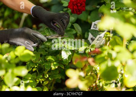 Un giardiniere diligente sta potando un cespuglio di rose con cesoie affilate e tende alle sue foglie verdi Foto Stock