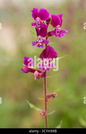 Macro di Salvia canariensis, la salvia delle Canarie, che mostra i suoi vividi fiori viola e i suoi gambi pelosi. Originario delle Isole Canarie. Foto Stock