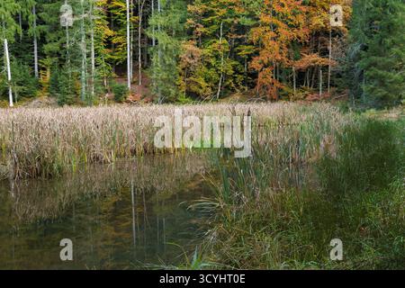 Riva selvaggia e paludosa di un lago con alte canne e colori della foresta autunnale sullo sfondo. Una scena selvaggia e naturale. Foto Stock