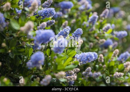 primo piano di fiori di ceanoto blu in fiore con profondità di campo ridotta Foto Stock
