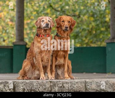 Due Golden Retriever seduti su un gradino Foto Stock
