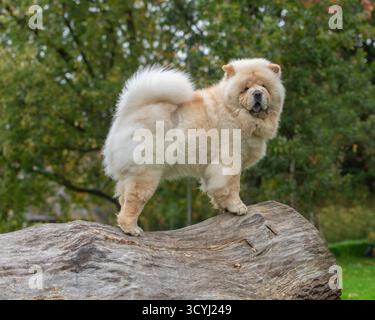 chow chow dog in autunno in piedi su un tronco Foto Stock