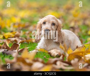 Cucciolo inglese Cocker Spaniel disteso in foglie autunnali Foto Stock