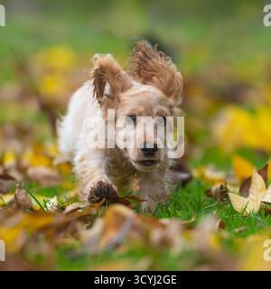 Il Cocker inglese Spaniel che attraversa le foglie verso la telecamera Foto Stock