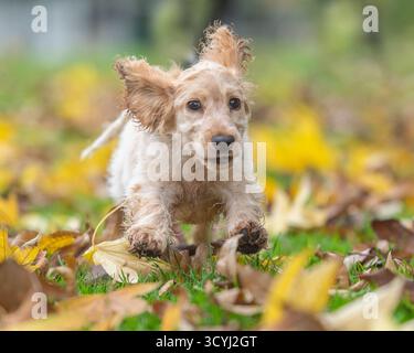 Il Cocker inglese Spaniel che attraversa le foglie verso la telecamera Foto Stock