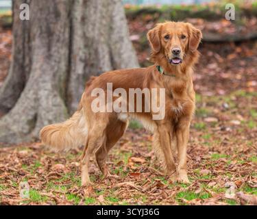 Golden Retriever in piedi in foglie autunnali Foto Stock
