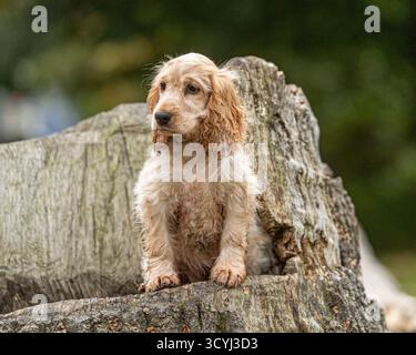 Cocker inglese Spaniel cucciolo seduto su un ceppo d'albero Foto Stock