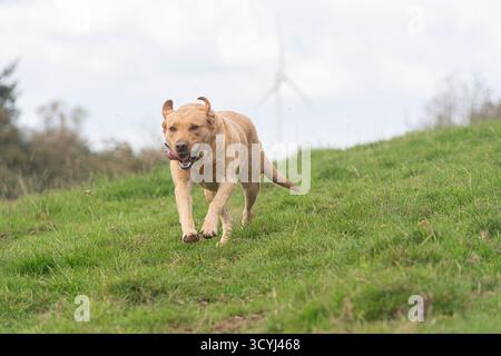 Labrador retriever che corre su un campo verso la telecamera Foto Stock