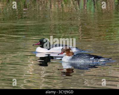 Goosander (Mergus Merganser) coppia che nuota su uno stagno boschivo sotto il sole invernale, Forest of Dean, Gloucestershire, Regno Unito, febbraio. Foto Stock