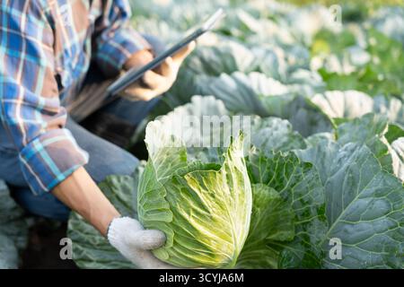 Gli agricoltori utilizzano la principale rete di dati in Internet, la tecnologia agricola, il lavoro sull'analisi dei dati raccolti tramite tablet, la tecnologia per il collegamento dati delle piantagioni Foto Stock