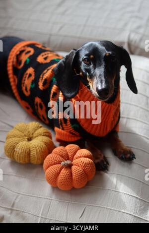 Sdraiati in un caldo maglione a tema Halloween con un giocattolo a maglia di zucca Foto Stock