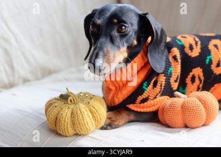 Sdraiati in un caldo maglione a tema Halloween con un giocattolo a maglia di zucca Foto Stock