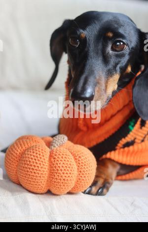 Sdraiati in un caldo maglione a tema Halloween con un giocattolo a maglia di zucca Foto Stock