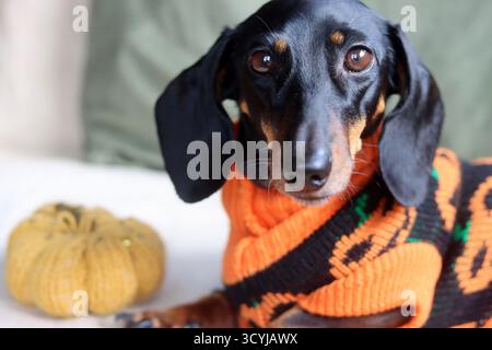 Sdraiati in un caldo maglione a tema Halloween con un giocattolo a maglia di zucca Foto Stock