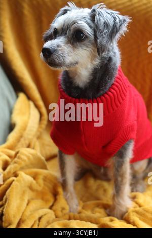Simpatico cane di razza mista con maglione rosso natalizio seduto sul divano. Foto Stock
