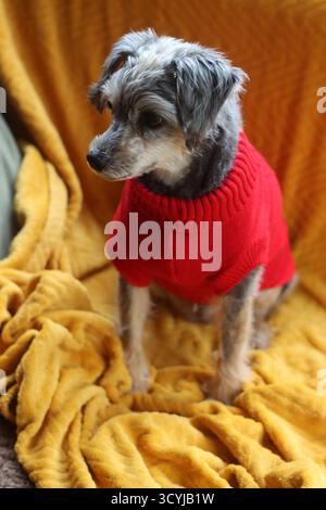 Simpatico cane di razza mista con maglione rosso natalizio seduto sul divano. Foto Stock