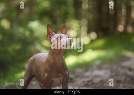 Un American Hairless Terrier si trova a terra ai margini di un sentiero boschivo. Il cane guarda con calma verso l'alto con le orecchie leggermente sollevate. Foto Stock