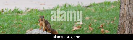 Sorridente North American Fox Squirrel arroccato su una roccia a Emporia Kansas Foto Stock