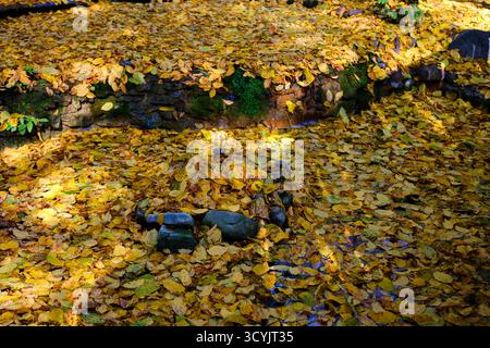giardino autunnale con vibrante fogliame rosso e arancio, caratterizzato da un sentiero in pietra su un tranquillo laghetto. Foto di alta qualità Foto Stock