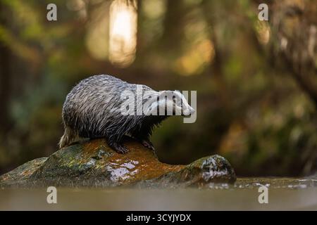 Vecchio tasso europeo (Meles meles) su una pietra in un ruscello nel bosco Foto Stock