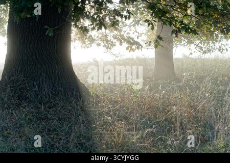 Luce del sole filtrata tra gli alberi di quercia nella fitta nebbia mattutina Foto Stock