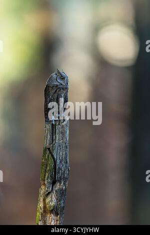 Il gufo scops eurasiatico (Otus scops), noto anche come gufo scops europeo, gufo scops comune o semplicemente gufo scops Foto Stock