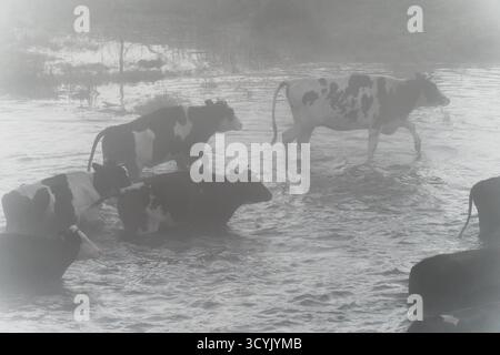 Mucche che si tuffano in un fiume in una fitta nebbia: Scena di mandria mattutina Foto Stock
