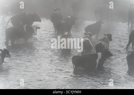 Mandria di mucche che attraversano un fiume in una scena editoriale spessa nebbia: Moody Foto Stock