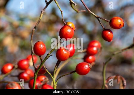 Frutos salvajes Foto Stock