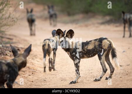 Branco di cani selvatici africani (Lycaon pictus) sulla strada per la caccia. Un animale sembra curioso di nuovo alla macchina fotografica. Parco nazionale dello Zambesi inferiore, Zambia, Africa Foto Stock